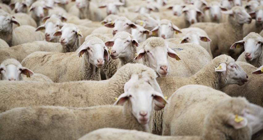 TİGEM 5 bin 150 küçükbaş hayvan satacak